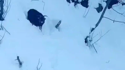 Rize'de operatörün dikkati kayıp keçiyi buldurdu: Karla kaplı yolda duygulandıran anlar!