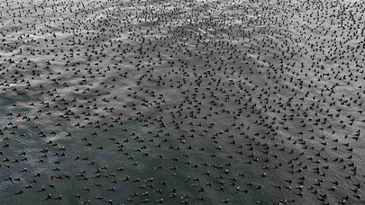 İstanbul’un kış misafirleri sahnede... Karabataklar sürü halinde poz verdi!