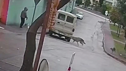 Yürüyüşe çıktı, aksiyon filmi yaşadı! Adana’da kurt tartışması kamerada...