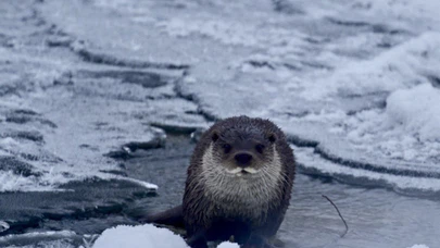 Muş’ta donmuş Karasu Nehri’nde beliren su samuru, görenleri hayrete düşürdü!