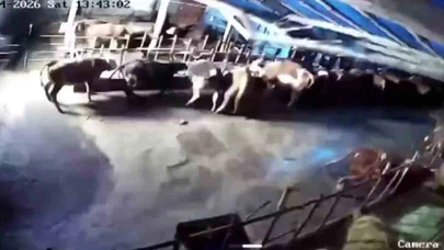 Kar affetmedi, hayvanlar enkaz altında kaldı! Ahırın çöktüğü anlar kameraya yansıdı...