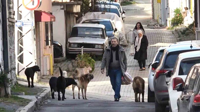 Samsun’da mezarlıkta başıboş köpek alarmı... Ekipleri görünce sürü halinde kaçtılar!