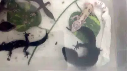 Kartal'daki gizemli evden çıkanlar polisi bile şoke etti: Tam 134 tane!
