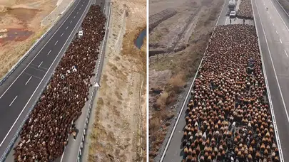 Binlercesi aynı anda yola çıktı: Doğu Anadolu’da göz alıcı yayla göçü başladı!