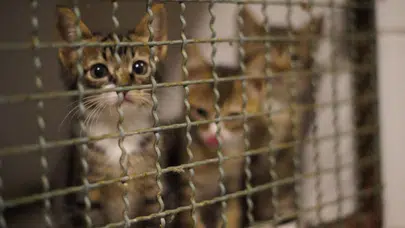 Kürk yolma makineleriyle yakalandılar! Vietnam’da 2 bin 700 kedi çalan şebekeye şok baskı