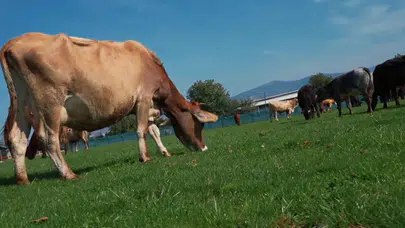 Şap alarmı kırmızı et merkezini vurdu: Amasya'da pazarlara kilit vuruldu!