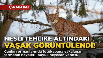 Kameraya yakalanan o gizemli canlı herkesi şoke etti! Çankırı ormanlarında inanılmaz keşif