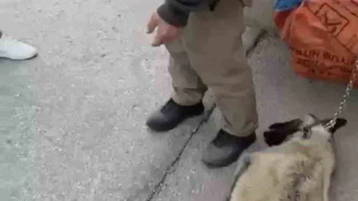 Böyle vicdansızlık olmaz! Kamyonetin arkasına köpeği bağlayıp sürükledi