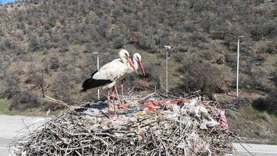 Baharın habercisi olan leylekler, Ankara’ya ulaştı