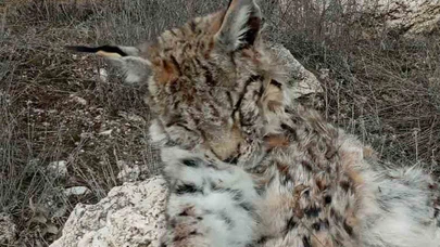 Doğada nadir görülen vaşak ölü bulundu