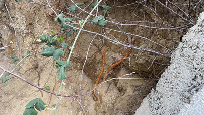 Fidan dikimi sırasında insan kafatası ve kemik parçaları bulundu