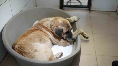 Köpeği ezen sürücü serbest bırakıldı