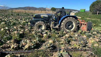 Pazarda 70 lira ama yüzbinlercesi tarlada çürüdü