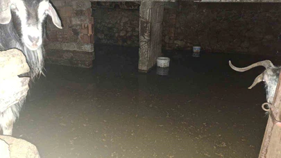 Sel ahırı bastı, 12 keçi ekipler tarafından kurtarıldı