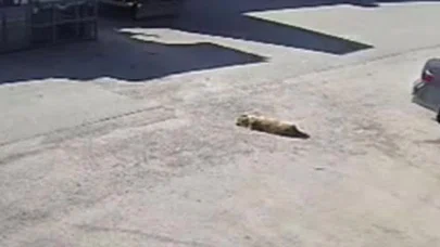Yolda yatan köpeği ezdi, arkasına bakmadan uzaklaştı