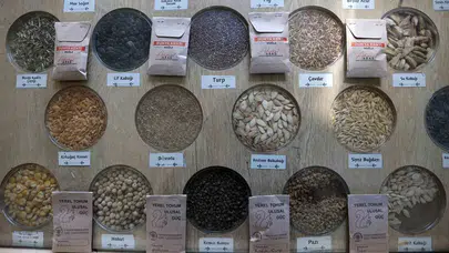 Muğla’dan tüm Türkiye’ye bereket köprüsü: 25 milyon ata tohumu toprakla buluştu