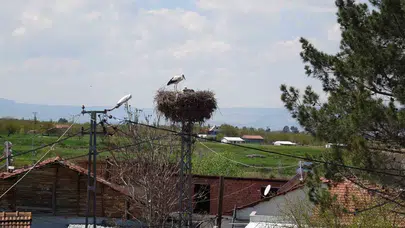 Baharın habercileri Malatya’ya döndü: Hasırcılar ve Boran mahallelerinde leylek şenliği