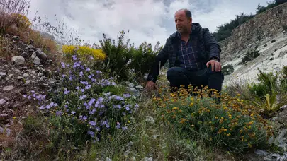 Sadece Aydın’ın kayalıklarında açıyor: Dünyada başka hiçbir yerde yok