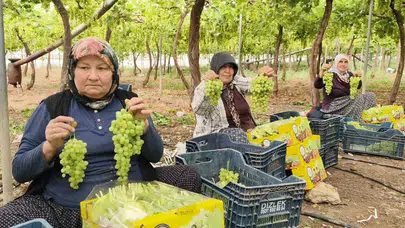 Sofraların ilk göz ağrısı Silifke'den: Turfanda üzümde hasat heyecanı başladı, fiyatıyla üreticisinin yüzünü güldürdü
