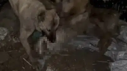 Sürünün korkulu rüyasıydı: Ahıra sızmaya çalışan kurdu kangallar böyle etkisiz hale getirdi