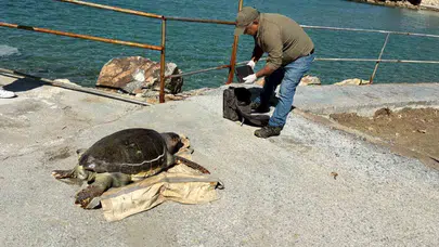 Kuşadası Körfezi’nde sessiz çığlık: Deniz kaplumbağaları için 18 yıllık alarm zilleri çalıyor
