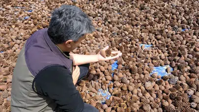 Geleceğin ormanları için geri sayım başladı: Kahramanmaraş’ta binlerce tohum toprakla buluşmaya hazır