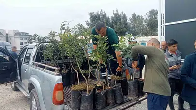 Alanya’nın altın meyvesine Büyükşehir dokunuşu: 5 bin fidan toprakla buluştu