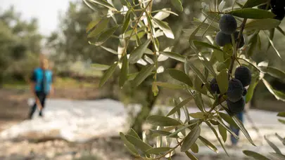 Zeytinin başkenti Akhisar’da UNESCO imzalı tarihi buluşma: Geleneksel yöntemler masaya yatırılıyor