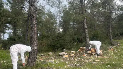 Ormanların gizli kahramanı iş başında: Terminatör böcekler çamları korumaya aldı