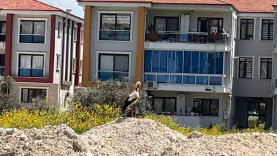 Yatağan'da baharın sürpriz misafiri: Şehir merkezinde tur attı