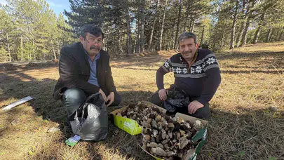 Kastamonu ormanları bereketini kuzugöbeği ile gösterdi: Kilosu bin liradan alıcı buluyor