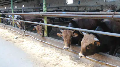 Eskişehirli besiciden kurbanlık uyarısı: Son güne kalanlar eli boş dönebilir