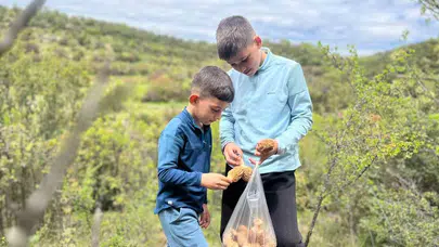 Dağların altınını topluyorlar: Kilosu 2 bin liradan alıcı buluyor