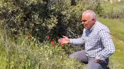 Denizli’nin gizli hazinesi gün yüzüne çıktı: Doğanın nadide çiçeği Buldan’da çiçek açtı