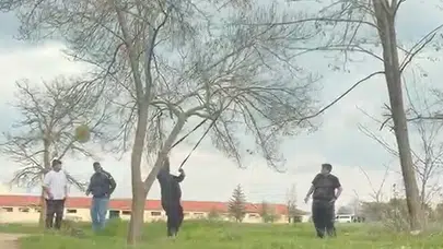 Mangal keyfi uğruna doğayı hiçe saydılar: Ağaca halat bağlayıp balta salladılar