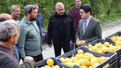 Arsuz’un sarı altını bereketiyle geldi: 200 bin tonluk rekolte beklentisi heyecan yarattı
