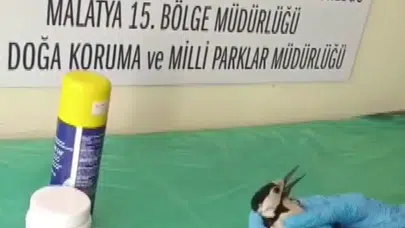Sivas'ta yürek ısıtan kurtarma operasyonu: Minik misafir yeniden gökyüzüyle buluştu