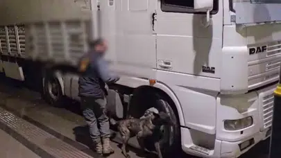 Sivas'ta zehir tacirlerine geçit yok: 12 kilo skunk ele geçirildi
