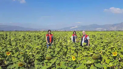 Aydın'da kuraklığa karşı zafer: Ayçiçeği üretiminde yeni dönem başladı