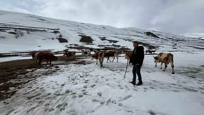 Bahar beklerken kar esareti: Ardahanlı besiciler yem fiyatları altında eziliyor