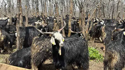 Baharın müjdecisi yaylalar bu yıl sessiz: Bingöl’de besiciler kışı uzatmak zorunda kaldı