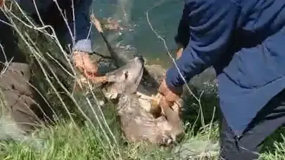 Ölümden döndü: İpsala’da kanala düşen karacayı vatandaşlar son anda kurtardı