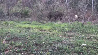 Karabük’ün vahşi doğası objektife yansıdı: Ormanın gizli sakinleri görüntülendi
