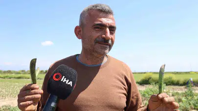 Adana’nın bereketli toprakları Karadeniz’i kıskandırdı: Tarladan çıkan bezelye hamsiyle yarışıyor