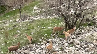 Tarihi dokusuyla büyüledi, sürpriz ziyaretçileriyle şaşırttı: Harput’un kayalıklarında nadir anlar