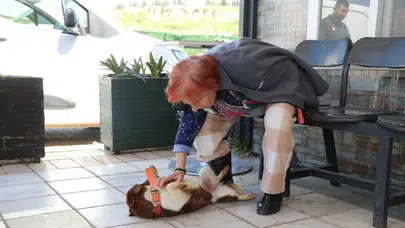 90 yaşındaki Cevriye Teyze’nin gözyaşları dindi: Bir yıllık hasret barınakta son buldu