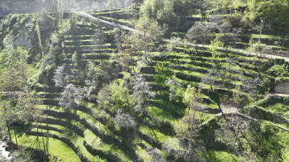 Artvin’in sarp yamaçlarında bir ömür: Taş duvarlarla ilmek ilmek işlenen 62 yıllık miras