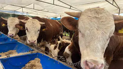 İzmir’de kurban heyecanı başladı: Fiyatlar 85 bin liradan başlıyor, 500 bin liraya kadar çıkıyor
