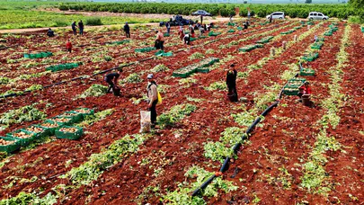 Adana'da tarlanın 'sarı altını' gün yüzüne çıktı: Turfanda patateste hasat heyecanı başladı