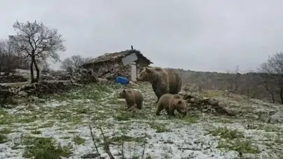 Kütahya'da bahar sürprizi: Anne ayı ve yavruları objektiflere böyle yansıdı